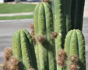 100 seeds Echinopsis 'Torres y Torres' x 'Malo 4' - Picture 1 of 2