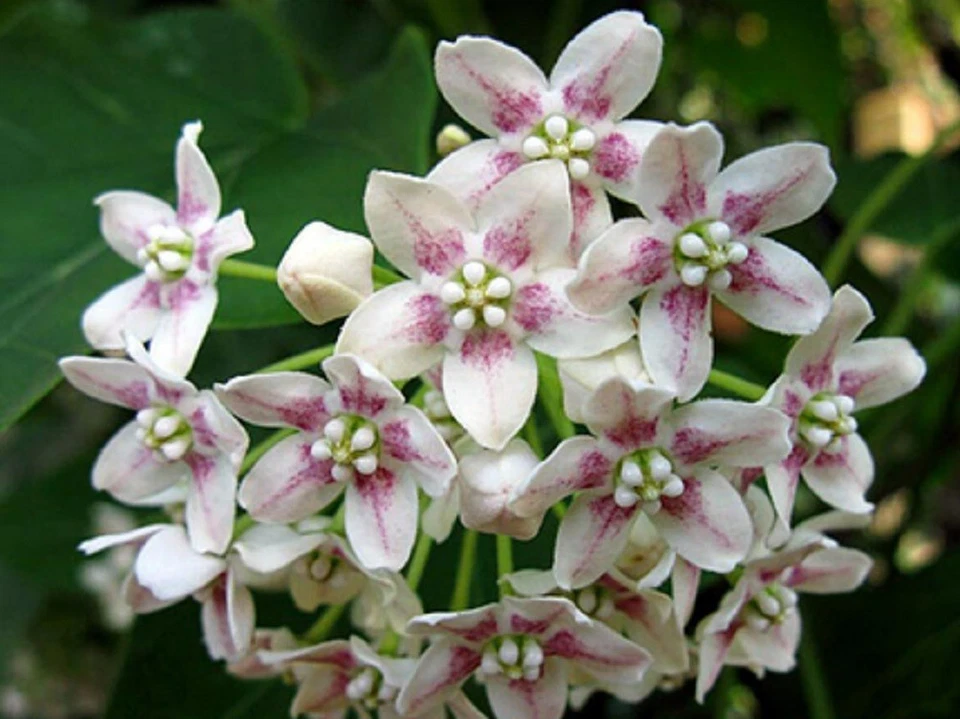 3 graines de WATTAKAKA DE CHINE (Dregea Sinensis)G979 SEEDS SAMEN SEMILLAS SEMI