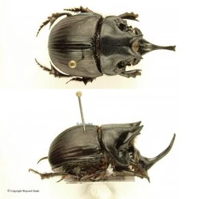 Catharsius mirabilis, large 40mm - Picture 1 of 1