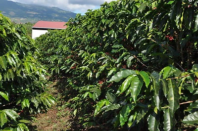 BLUE MACAW COFFEE ROASTERS PERUVIAN COFFEE BEANS MEDIUM ROASTED 5 POUNDS IN 1 POUND BAGS