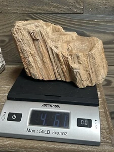 VERSTEINERTES HOLZ Baum Fossil Südkalifornien 4,61 lbs. Natur ~6,5" Länge - Bild 1 von 6
