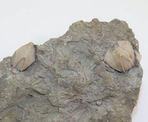 Blastoid, Pentremites godoni, Karbon, Millstadt, St. Clair Co,Illinois, USA-m261 - Picture 1 of 7