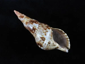 Sea shell Charonia tritonis 129mm ID#9126 - Picture 1 of 4