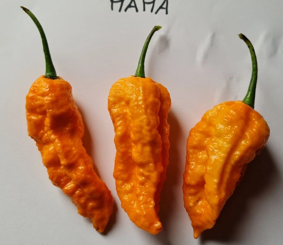 20 semillas de pimiento naranja grande mamá - Imagen 1 de 1