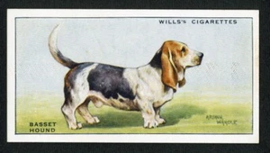 BASSET HOUND W D & H O WILLS 1937 HUND SERIE ALTE ZIGARETTENKARTE #2 - Bild 1 von 2