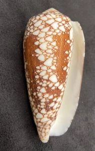 CONIDAE Conus Omaria 66.2mm Palawan, Philippines - Picture 1 of 7