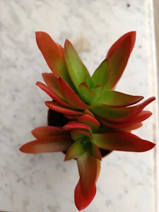 Crassula CAMPFIRE 8 cms aprox preciosas Planta joven Suculenta - Imagen 1 de 6