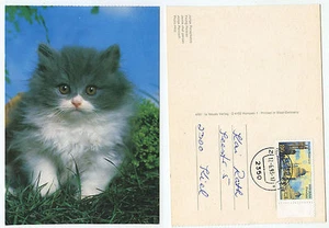 20328 - Junge Perserkatze - Ansichtskarte, gelaufen Neumünster 17.6.1993 - Bild 1 von 1