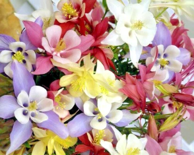 MEZCLA DE COLUMBINAS, 400+ SEMILLAS, TODO TIPO Y COLORES, AQUILEGIA, fácil de cultivar, EE. UU. Foto 1 de 4