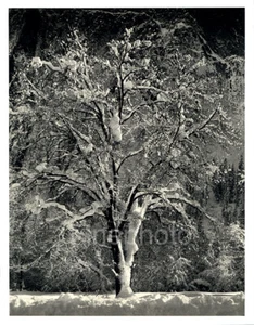 1949 Original ANSEL ADAMS Yosemite Winter Snow Oak Tree KROMEKOTE Photo Art - Picture 1 of 1