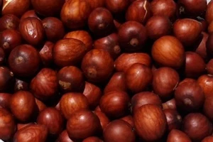 10 X DWARF AVOCADO SEEDS MIX-REED-SHEPARD-HASS-WURTZ-FRUIT TREE GARDEN SHRUBS - Picture 1 of 6