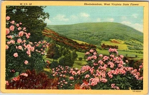 Postcard MOUNTAIN SCENE Rhododendron West Virginia WV a/10 AL8266 - Picture 1 of 2