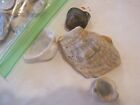 Lot Of 21 Assorted Clam And Oyster Shells, 1/2" To 3" (MW-67)