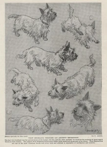 West Highland Terrier Sketch - 1934 Vintage Dog Art "Photo" Print CUSTOM MATTED - Picture 1 of 1