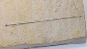 Seeigel, Polycidaris nusplingensis, Jura, Kimmeridge, Nusplingen, BRD -x132 - Picture 1 of 7