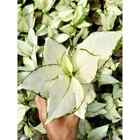 Aglaonema Super White House Plant Indoor Outdoor - Fast Shipping