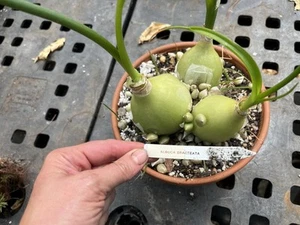ALBUCA BRACTEATA Pregnant Onion Succulent PLANTLETS/BULBS (3) UNROOTED - Picture 1 of 6