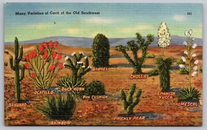 Postcard: Southwestern Cacti, Sandoval News Service, Tichnor, Linen, Unposted - Picture 1 of 2