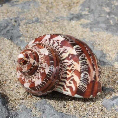 Tapestry Seashell | 6-7 cm | Turbo Petholatus | Beach Shell - Image 1 of 4