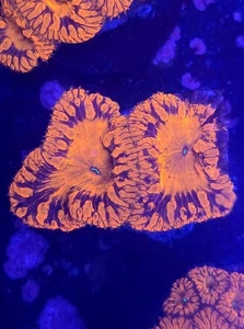 WYSIWYG Ultra Blood Orange Blastomussa Wellsi Marine Coral Frag LPS - Picture 1 of 1