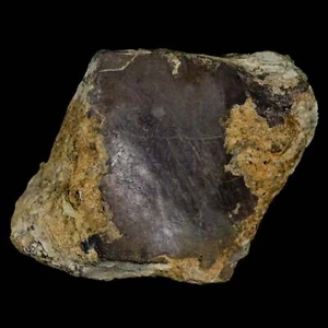 2" Stegosaurus Fossil Bone Morrison Formation Wyoming Jurassic Age Dinosaur COA - Bild 1 von 9