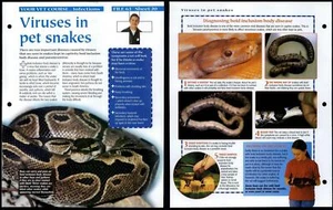 Viruses In Snakes #20 Vet Course Animals, Animals, Animals Fact File Page - Picture 1 of 1