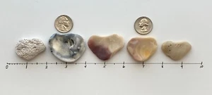 5 Frammenti di Conchiglia Naturali❤️A Forma di Cuore 1,5-2" Love Conchiglie San Valentino #S4A US - Foto 1 di 12