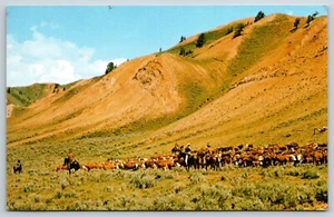 Postcard Men, Horses And Cattle, The Beautiful Rangeland & Blue Sky Unposted - Picture 1 of 2