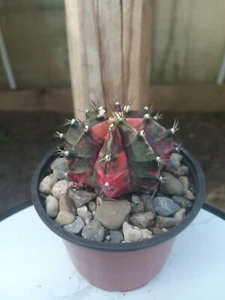 Gymnocalycium Mihanovichii Variegated Cactus - Picture 1 of 1