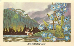 Cartolina Fiore di Stato Alaska Forget Me Not Ken Haag artista non affrancata firmata - Foto 1 di 2