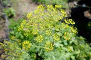 200 Seeds of Dill Dillweed Herb 100% organic US Grower - FREE SHIPPING - Picture 1 of 2