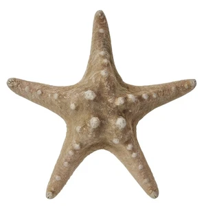 6 Knobby Starfish Natural 6-8" (Set of 6) - Picture 1 of 3