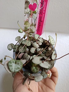 1 plant Ceropegia SILVER GLORY young plants Ø8 plants - Picture 1 of 5
