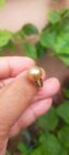 Natural Authentic SOUTH SEA PEARL Silver RING 9.7mm Golden Palawan Philippines