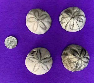 Fossilized SEA BISCUITS, Holden Beach Fossil, Cretaceous Echinoid, Set of 4 - Picture 1 of 1