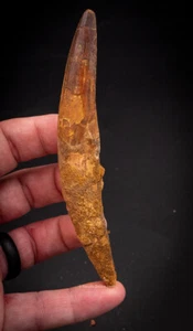  Spinosaurus Dinosaur Tooth    3.72”             2593 - Picture 1 of 5