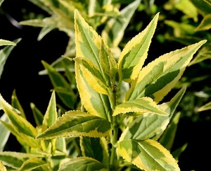Gelbbunte Deutzie - Deutzia gracilis 'Aurea' 30-40 cm im 3-Liter Container - Bild 1 von 3