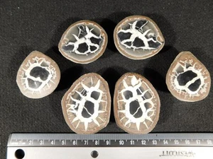 Lot of THREE! Cut and Polished SEPTARIAN Nodules From Morocco 199gr - Picture 1 of 13