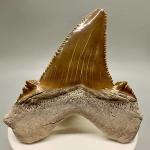 Uncommon Large 2.85" Fossil Carcharocles sokolowi (auriculatus) Shark Tooth - KZ - Picture 1 of 7