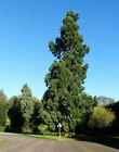 Photo 6x4 Redwood in Pendley Manor Hotel Grounds Tring A fine Redwood tre c2013