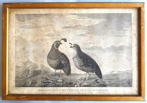 GRAVURE N° 36 DE L'ATLAS DU VOYAGE DE LAPEROUSE : PERDRIX DE CALIFORNIE. 1797. - Picture 1 of 4