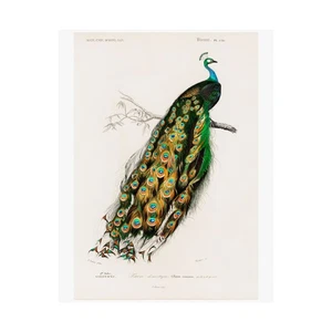 INDIAN PEAFOWL PEACOCK Art Matte Print Poster, Vintage Bird Wall Decor - Picture 1 of 6