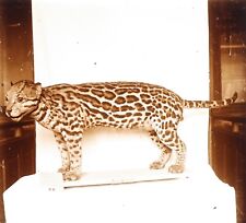 Ocelot Animal Stuffed Zoologie c1920 Photo Vintage Plate Glass V35L22n15