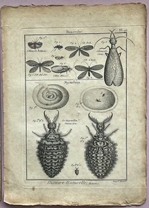 RARE 1751 ANTIQUE Martinet-Diderot DOODLEBUGS INSECTS - LOTS of CHARACTER PL96 - Bild 1 von 4