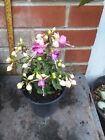 Fuchsia plant in 13cm pot approx. Lilac and Pink Flowers.,,........