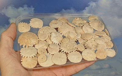 Dólares de arena Echinoide Heliophora, 10-30 mm, 50 artículos como se muestra. En caja con información. Foto 1 de 4