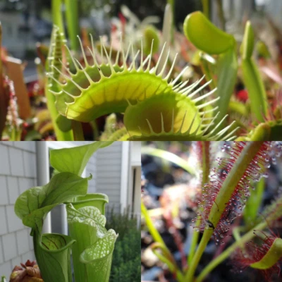 Pacote inicial carnívoro LIVE - Sundew, Sarracenia, Flytrap plantas pequenas - Imagem 1 de 4