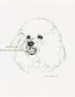 #327 BICHON FRISE *  dog art print * Pen and ink drawing * Jan Jellins