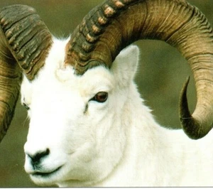Dall Sheep Ram Full Curl Horn Close Up Photo Alaska Postcard - Picture 1 of 4