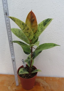 Ficus elastica 'Schrijveriana' Moonshine Gummibaum Nr 1 10.5 - Bild 1 von 6